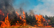 Forest fire. fallen tree is burned to the ground a lot of smoke when wildfire.