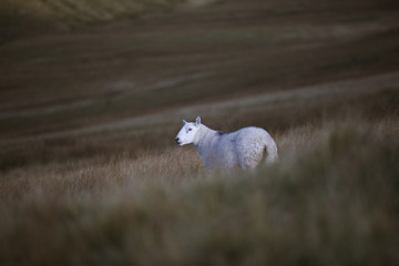 Welsh nature and wildlife 