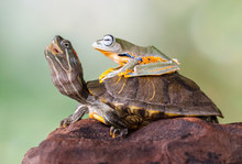 Frog Sitting On A Turtle