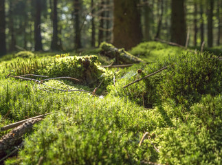 Canvas Print - sunny forest scenery