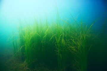 Alga underwater landscape world freshwater pond