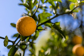 Poncirus Trifoliata