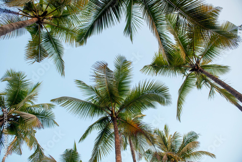 Palm tree background with sky