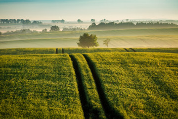 Wall Mural - Stunning sunrise at foggy field in summer