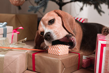 Dog Trying To Eat Christmas Gifts