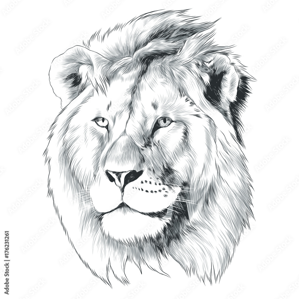 Fototapeta sketch of lion head vector graphics monochrome