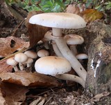 Fototapeta Tęcza - White mushrooms