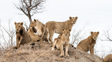 Young Lions From A Pride Look Scan Their Horizon From A Termite Mound