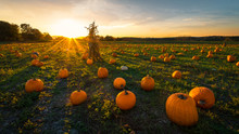 Pumpkin Patch On A Late Afternoon In Early Autumn