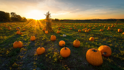 pumpkin patch on a late afternoon in early autumn