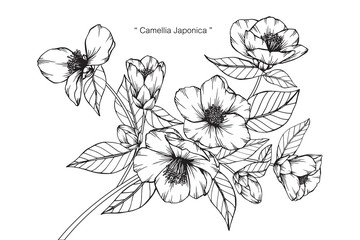 Camellia Japonica flower drawing.