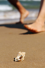 conch on the shore of the beach