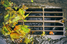 Moscow Sewer Grate With Water Flowing Into It And Fallen Leaves And Garbage After Autumn Rain   