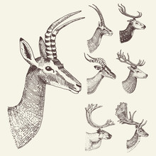Set Of Horn, Antlers Animals Moose Or Elk With Impala, Gazelle And Greater Kudu, Fallow Deer Reindeer And Stag, Doe Or Roe Deer, Axis And Dibatag Hand Drawn, Engraved