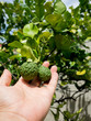 Closeup hand hold green bergamot or Kaffir lime on tree.