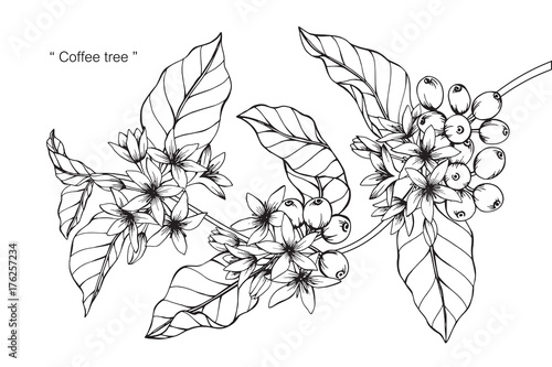 Coffee Tree Drawing Coffee Tree Drawing