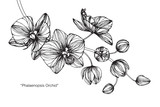 Orchid flower drawing.