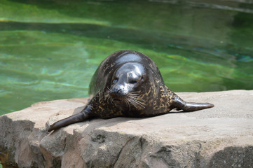 Wall Mural - Harbor seal on a rock