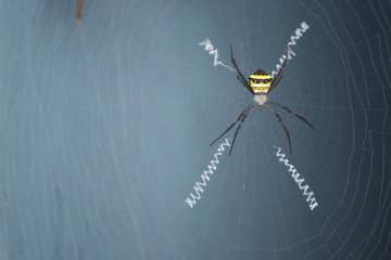 Closeup colorful spider on cobweb with copy space.