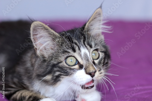 Petit Chaton Maine Coon De Couleur Gris Tigre Aux Yeux Vert Qui Ouvre Un Peu La Bouche Pour Miauler Stock Photo Adobe Stock Petit Chaton Maine Coon De Couleur Gris Tigre Aux Yeux Vert Qui Ouvre Un Peu La Bouche Pour Miauler Stock Photo Adobe Stock