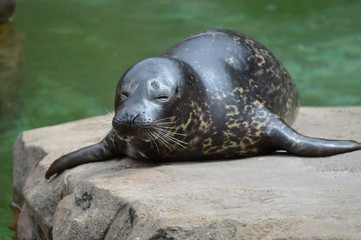 Poster - Harbor seal on a rock