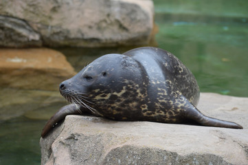 Poster - Harbor seal on a rock