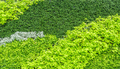 Flowers plant wall