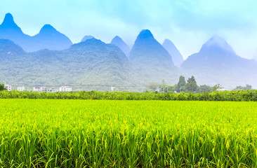 Wall Mural - guangxi rice farmland