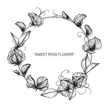 Sweet Pea Flower Drawing.