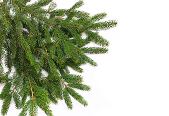 fir tree branch isolated on white background