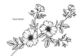 Wall Mural - Wild rose flower drawing.