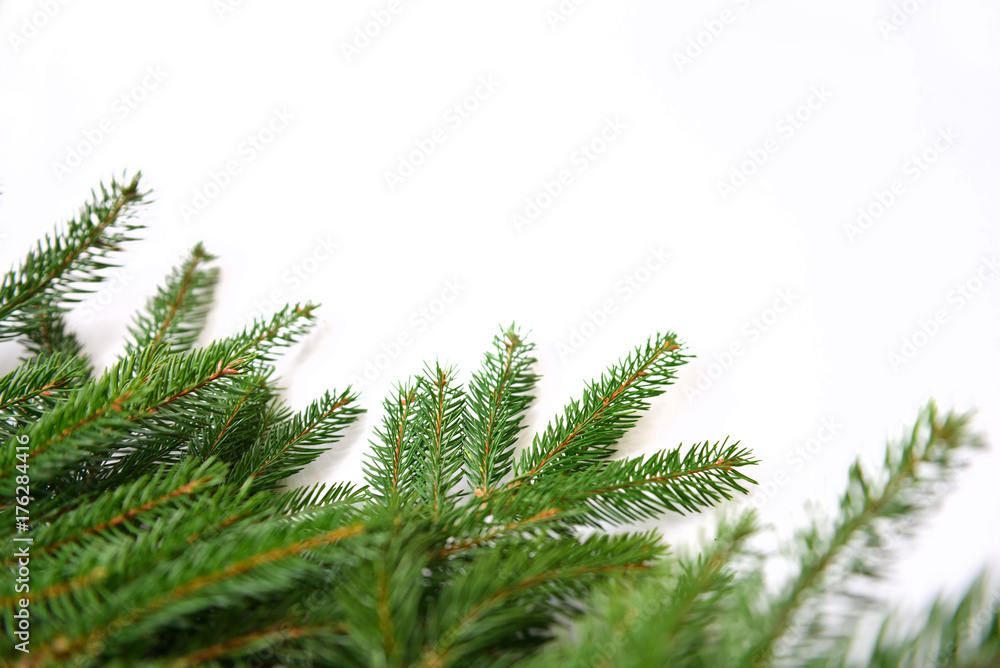 Fir tree branch isolated on white background Stock Photo | Adobe Stock