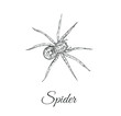 Spider sketch vector illustration. Spider hand drawing