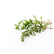 © moquai86 - Bohnenkraut isoliert auf weißem Untergrund mit Textfreiraum