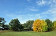 © VladFotoMag - Alone yellow autumn tree in sunny weather with clouds