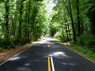 The Road in Forest