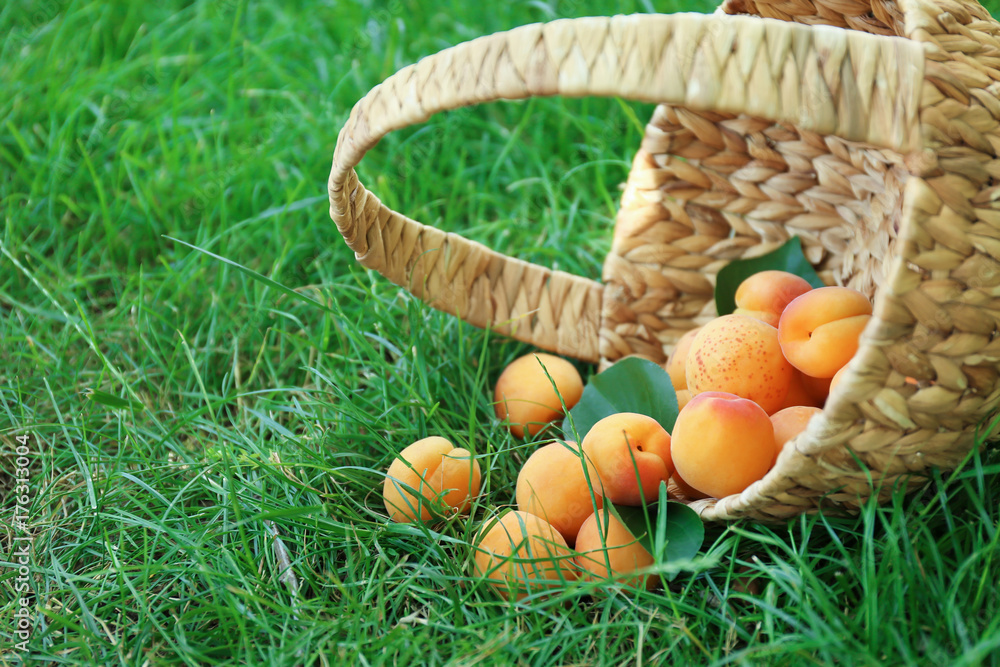 Wicker basket with fresh apricots on grass