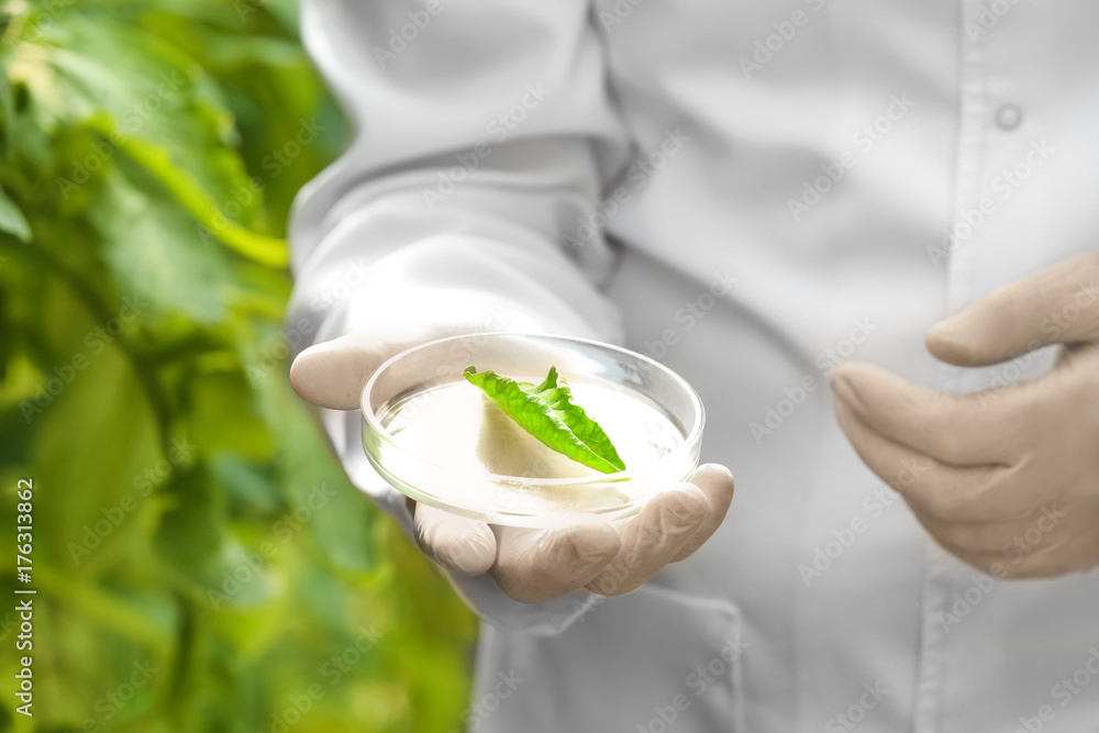 Farmer checking leaf of plant in greenhouse