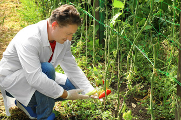 Sticker - Mature farmer with tomatoes in greenhouse