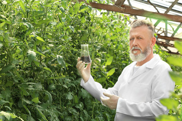 Poster - Mature farmer holding flask with soil in greenhouse