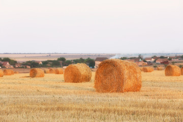 Poster - Stubble field at sunset