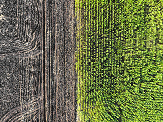 Wall Mural - Beautiful fields on sunny day, top view