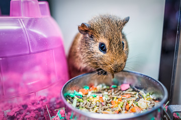 Closeup of cute brown guinea pig with whiskers eating from bowl in cage with colorful house