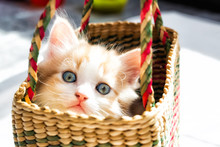 Cute Blue Eyed Kitten In A Basket Looking At The Camera