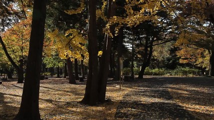 Wall Mural - Ginkgo / Autumn Colors / Yellow Leaves / Fallen Leaves -Fix