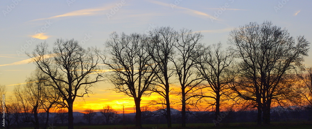Obraz na płótnie Drzewa na tle zachodu słońca w salonie