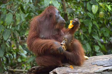 Wall Mural - mother orangutan and cub eating. in a natural habitat area. bornean orangutan (pongo pygmaeus wurmbi