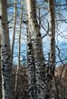 Initials Carved into Rocky Mountain Birch Trees