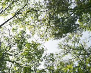 Poster - The tree tops