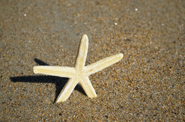 Wall Mural - white sea star laying on beach sand as background